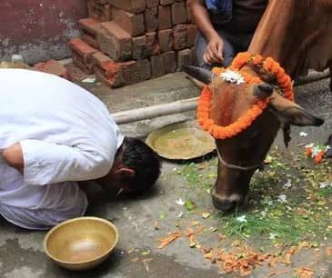 The sacred cow in India